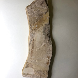 Varie foglie fossili
