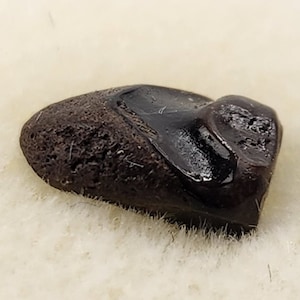 Triceratops 0.40&quot; Tooth - Lance Fm. - Niobrara Co., WY