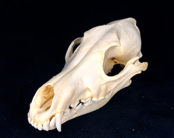Real Coyote Skull - Generic Listing - Canis latrans - American Sourced