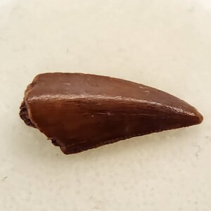 Abelisaurid 0.72&quot; Tooth - Kem Kem Beds - Morocco