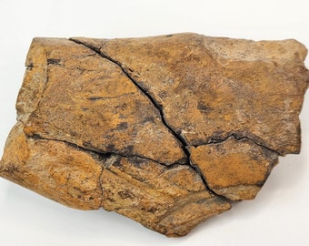 Edmontosaurus Limb Bone - Hell Creek Fm. - Cretaceous Dinosaur