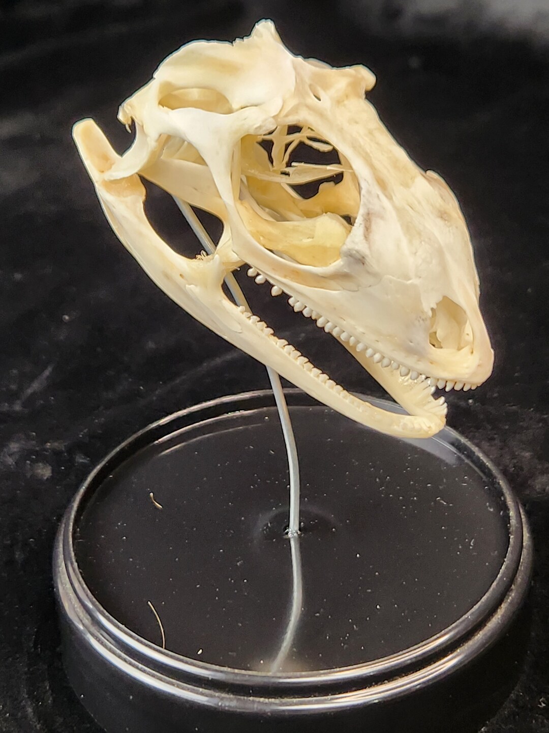 Iguana in a Jar Green Iguana Skull in Display Dome Iguana Etsy