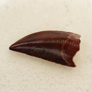 Abelisaurid 0.60&quot; Tooth - Kem Kem Beds - Morocco
