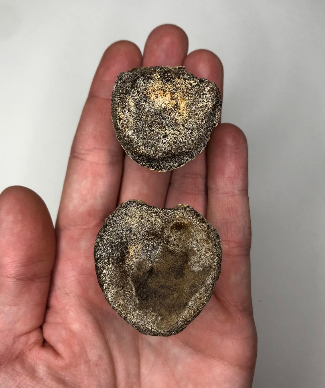 Associated Pair of Juvenile Hadrosaur Dorsal Vertebrae  image 6