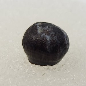 Crocodilian Tooth Fossil - Lance Fm. - Niobrara Co., WY