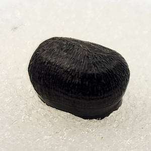 Crocodilian Tooth Fossil - Lance Fm. - Niobrara Co., WY