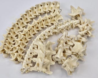 Real Reticulated Python Vertebrae - Generic - Malayopython reticulatus - Snake - See Description