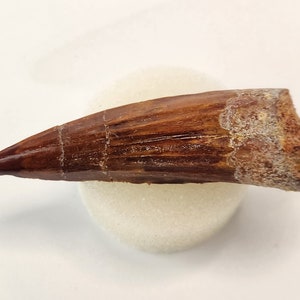 Spinosaurus 2.20&quot; Tooth - Kem Kem Beds - Morocco