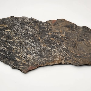 Lycopsida lepidodendron (Scale Tree Bark) Plant Fossil - Pottsville Fm. - Carboniferous