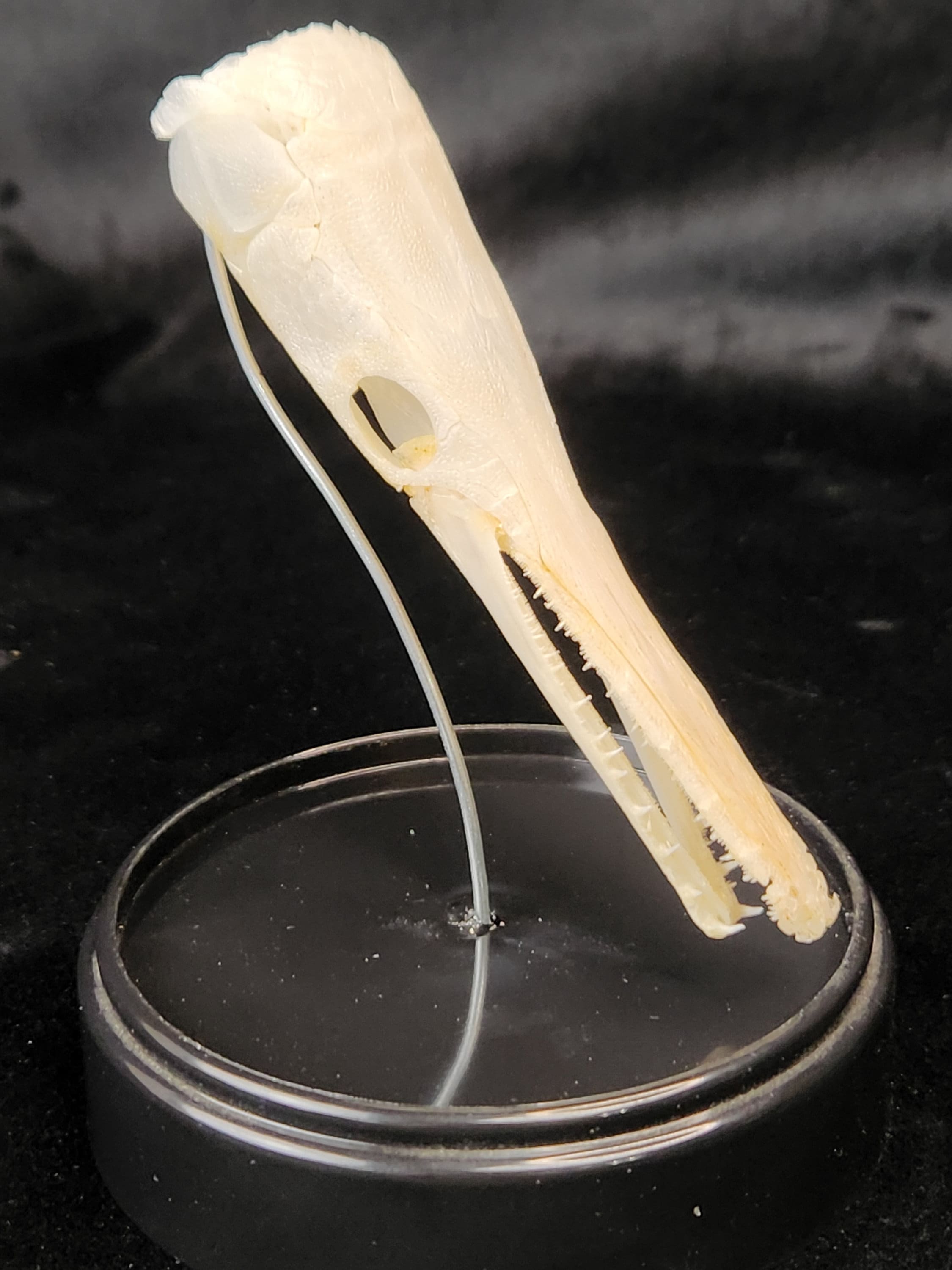 Gar in a Jar! - Real Spotted Gar Fish Skull in Display Dome