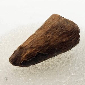 Crocodilian Tooth Fossil - Lance Fm. - Niobrara Co., WY