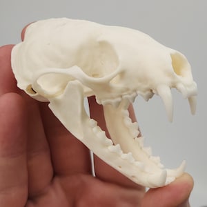 Real American Pine Marten Skull - Martes americana - American Sourced