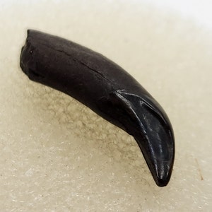 Raccoon 0.72&quot; Fossil Rooted Lower Canine Tooth - Florida - Pleistocene