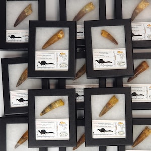 May include: Multiple Spinosaurus fossil teeth displayed in black shadow boxes. Each tooth is a tan and brown color, with a pointed tip. The boxes include a label with information about the fossil and a silhouette of a dinosaur.
