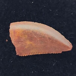 Abelisaurid 0.50&quot; Tooth - Kem Kem Beds - Morocco