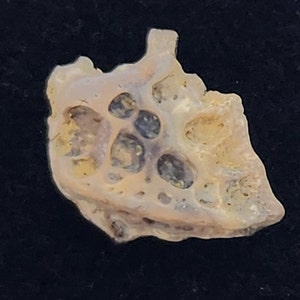 Crocodilian Osteoderm (Scute) Fossil - Judith River Fm. - Hill Co., MT