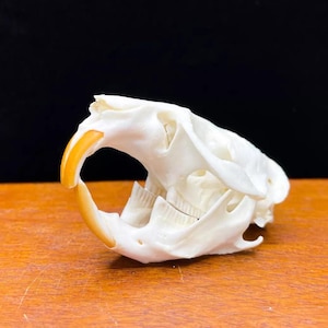 May include: Close-up of a white rodent skull with orange incisors. The skull is lying on a wooden surface.