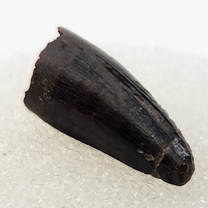Crocodilian Tooth Fossil - Lance Fm. - Niobrara Co., WY