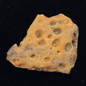Crocodilian Osteoderm (Scute) Fossil - Judith River Fm. - Hill Co., MT