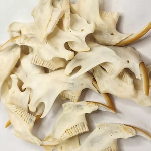 May include: A collection of small, white animal bones with teeth. The bones are arranged in a pile on a white surface.
