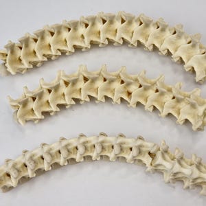Real Reticulated Python Vertebrae - Generic - Malayopython Reticulatus ...