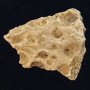 Crocodilian Osteoderm (Scute) Fossil - Judith River Fm. - Hill Co., MT