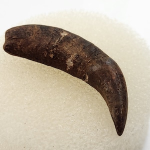 Raccoon 1.09&quot; Fossil Rooted Lower Canine Tooth - Florida - Pleistocene