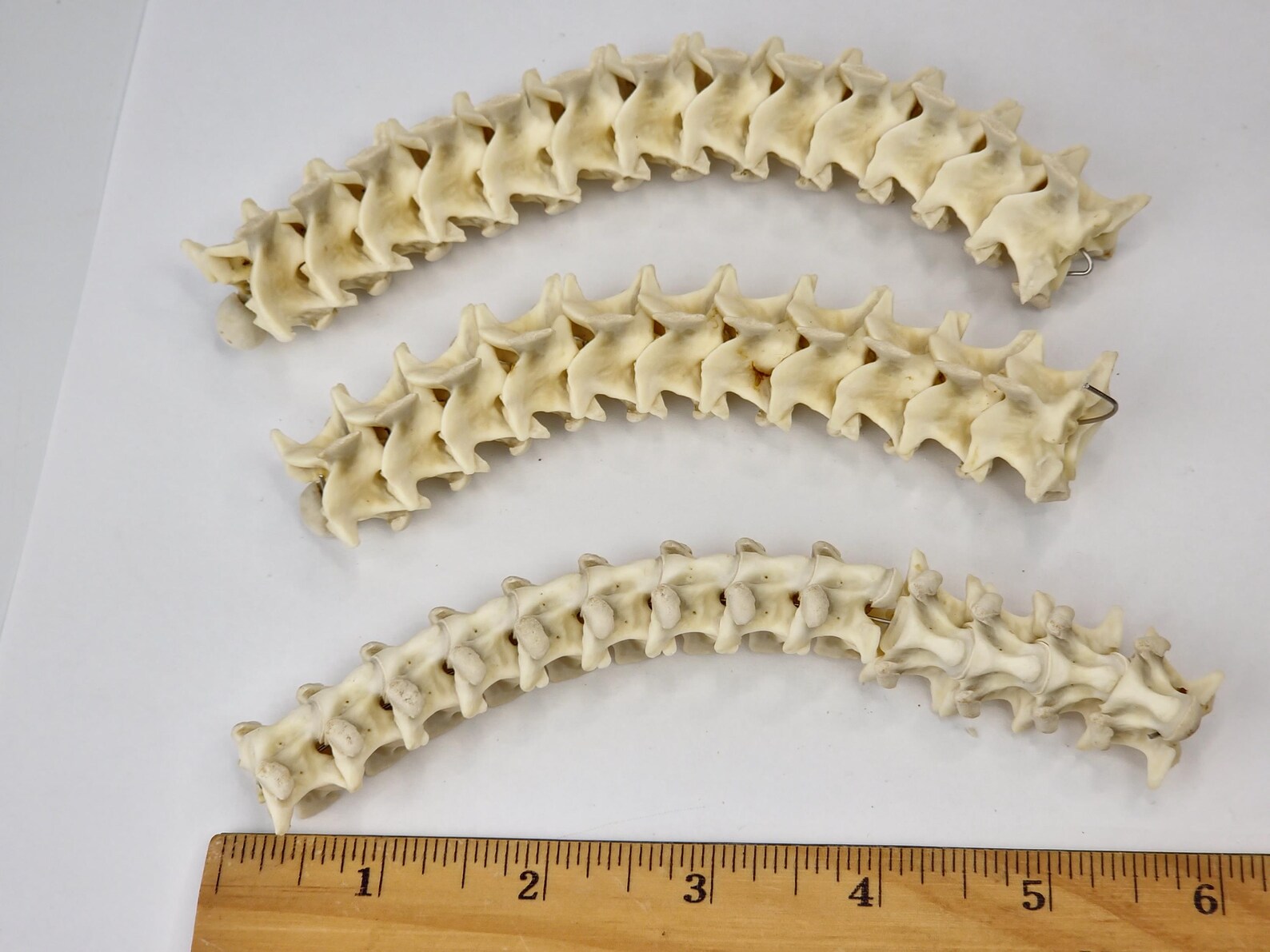 Real Reticulated Python Vertebrae - Generic - Malayopython Reticulatus ...
