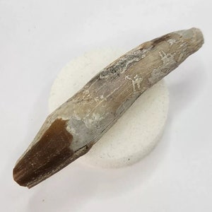 Rooted 2.53&quot; Subhyracodon Tooth Fossil - White River Group - Brule Fm - NE