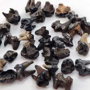 Raccoon Fossil Premolar and Molar Teeth - Florida - Pleistocene