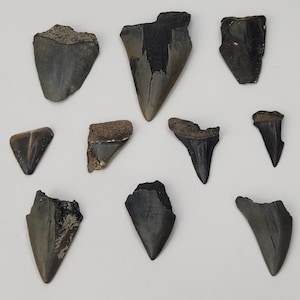 Shark Tooth Wholesale Bulk Lot - 10 - Cosmopolitodus hastalis (Isurus) - FL - Craft Grade Partial