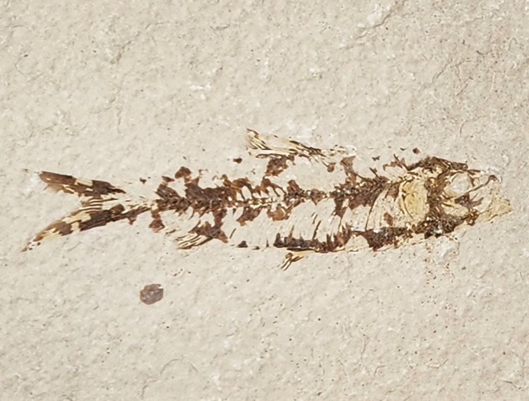 Knightia Eocaena Fossil Fish - Green River Fm. - Kemmerer, WY - Eocene ...