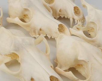 Real Coyote Skull Tops - Generic - Canis latrans - American Sourced - See Description for Quality Explanations