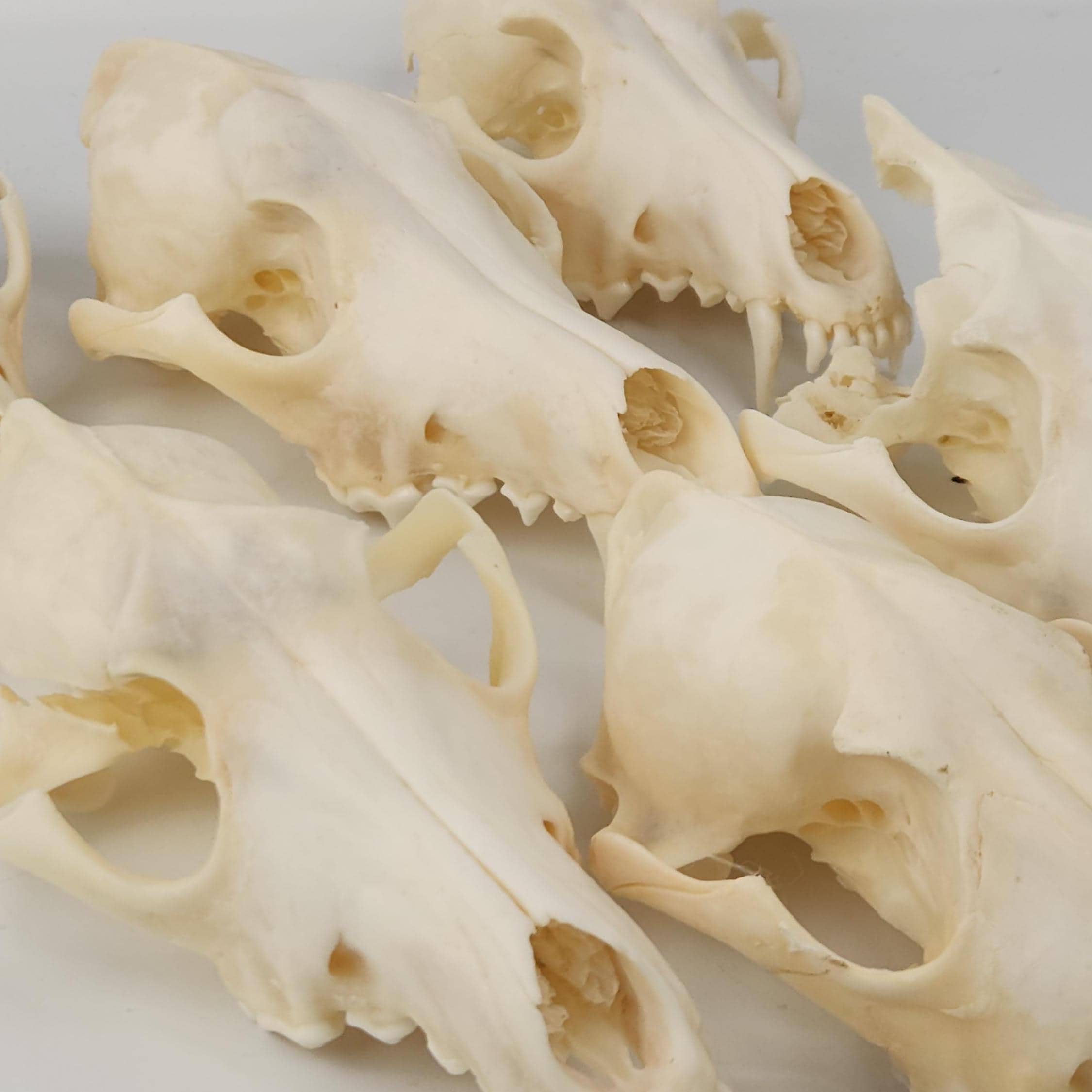Real Coyote Skull Tops - Generic - Canis latrans - American Sourced - See Description for Quality Explanations