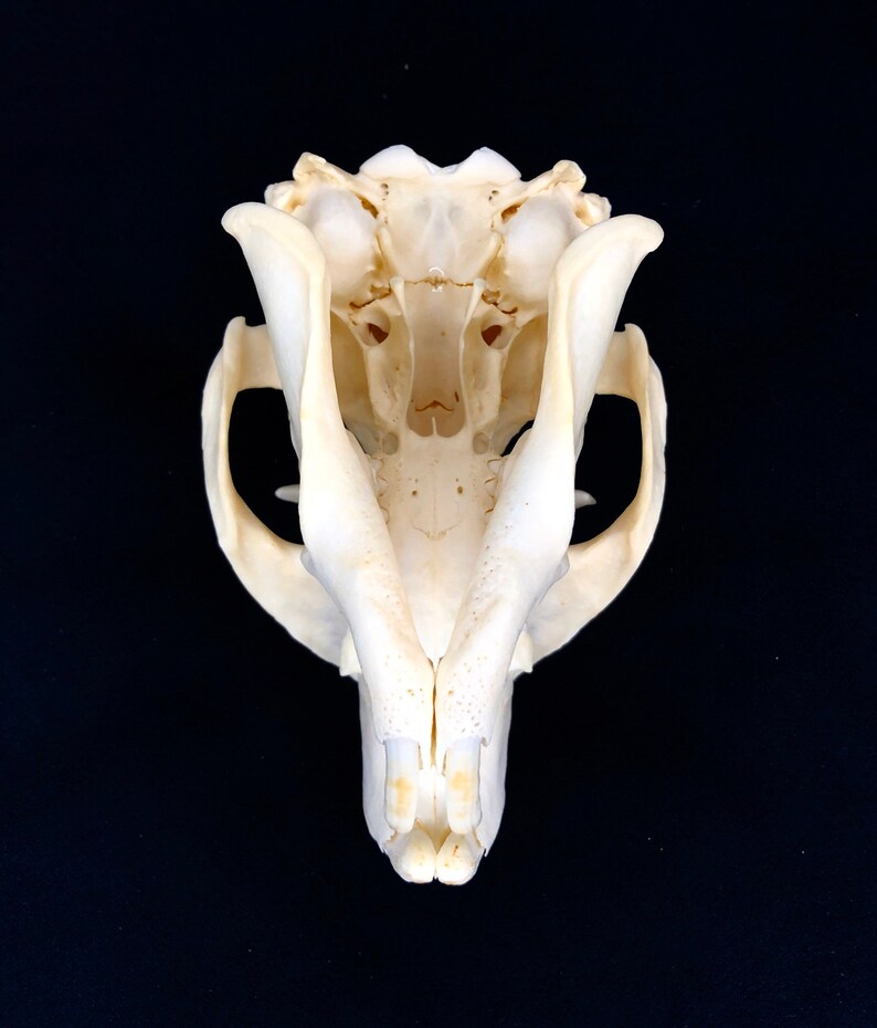 A Grade Woodchuck Skull Etsy