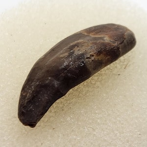 Raccoon 0.85&quot; Fossil Rooted Lower Canine Tooth - Florida - Pleistocene