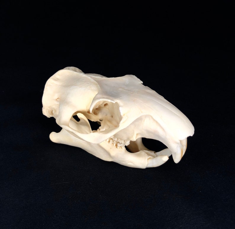 A Grade Woodchuck Skull Etsy