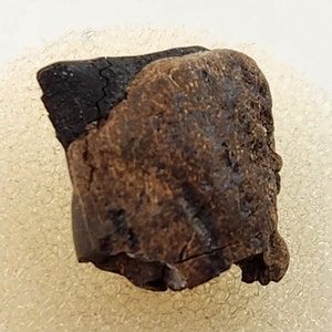 Triceratops 0.65&quot; Tooth - Hell Creek Fm. - Garfield Co., WY