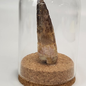 Spinosaurus 2.75” Tooth Mounted in Display Dome - Kem Kem Beds - Morocco