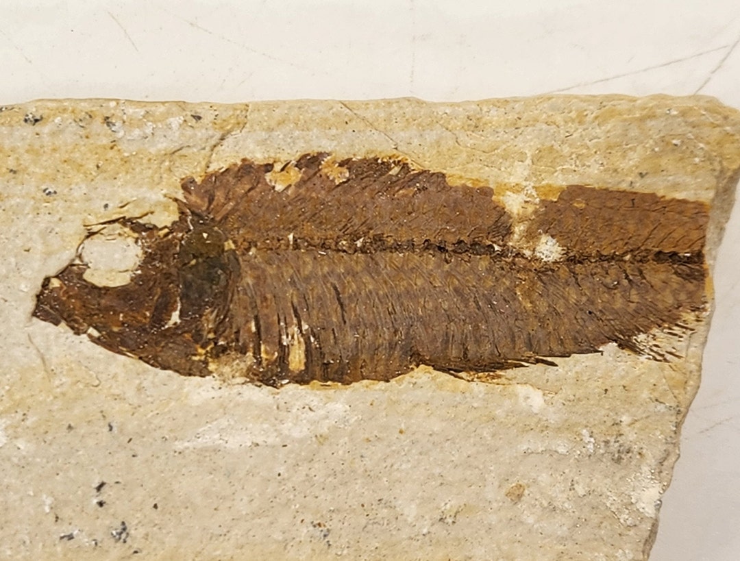Knightia Eocaena Fossil Fish - Green River Fm. - Kemmerer, WY - Eocene ...