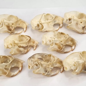 May include: A collection of eight animal skulls, likely rodents, arranged on a white surface. The skulls are off-white with visible teeth and eye sockets. Each skull has a rubber band wrapped around it.