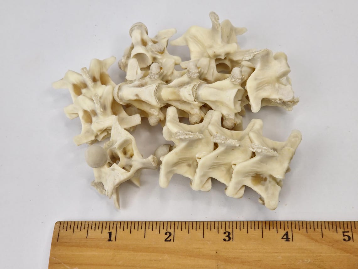 Real Reticulated Python Vertebrae - Generic - Malayopython Reticulatus ...