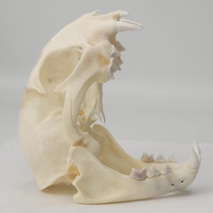 Real Bobcat Skull with Display Card - Lynx rufus - American Sourced