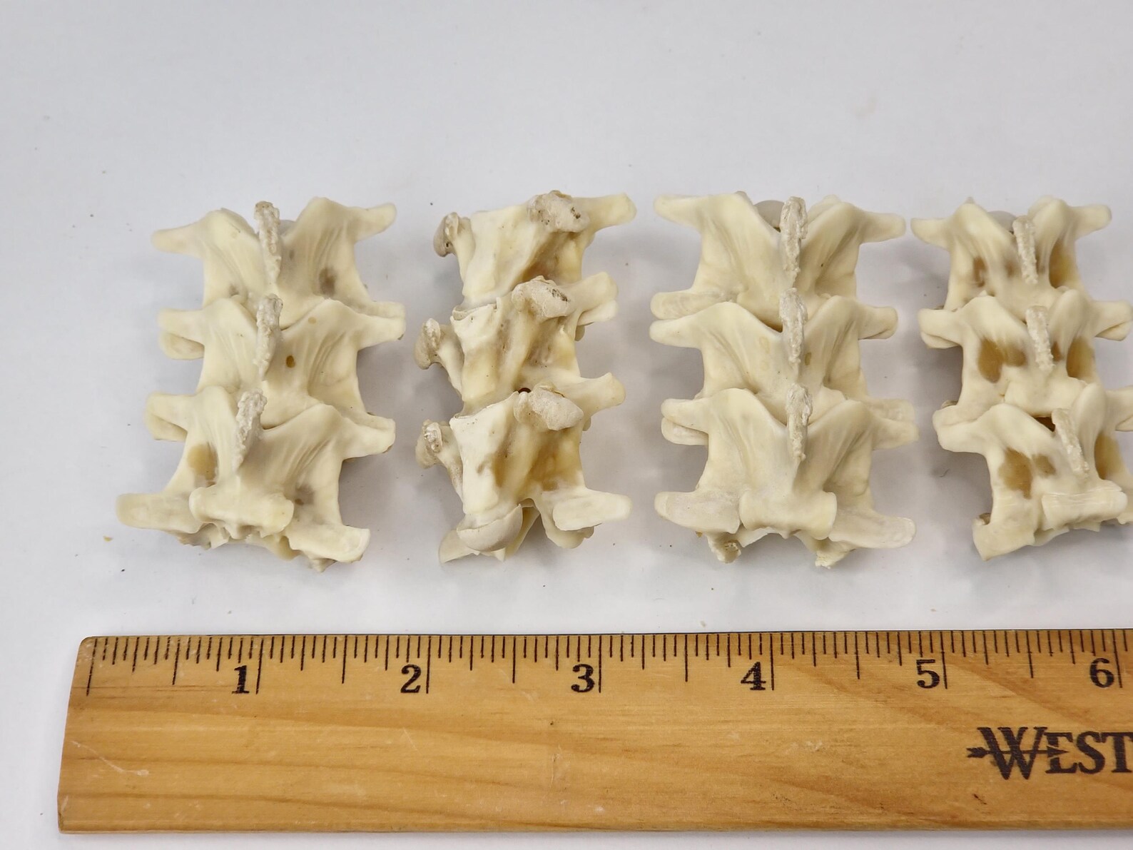 Real Reticulated Python Vertebrae - Generic - Malayopython Reticulatus ...