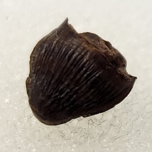 Crocodilian Tooth Fossil - Lance Fm. - Niobrara Co., WY