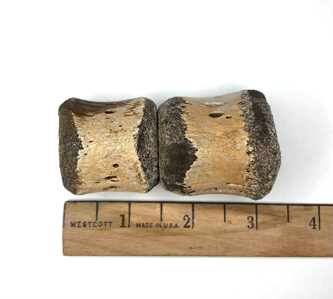 Associated Pair of Juvenile Hadrosaur Dorsal Vertebrae  image 8