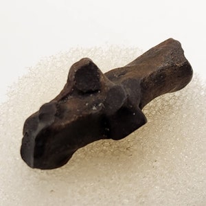 Rabbit Calcaneus Fossil (Ankle Bone) - Florida - Pleistocene (Ice Age)