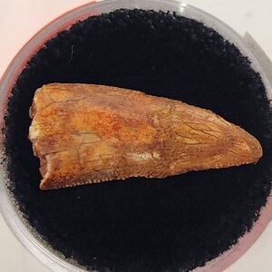 Abelisaurid 0.90&quot; Tooth - Kem Kem Beds - Morocco