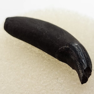 Raccoon 0.91&quot; Fossil Rooted Lower Canine Tooth - Florida - Pleistocene