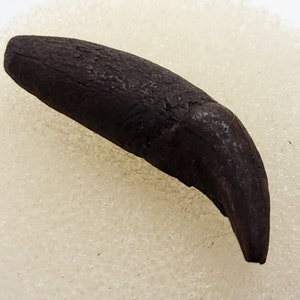 Raccoon 0.96&quot; Fossil Rooted Lower Canine Tooth - Florida - Pleistocene
